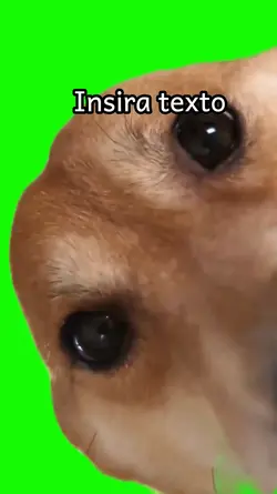 Dog looking