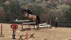 Trainers horse!