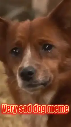 Very sad dog meme