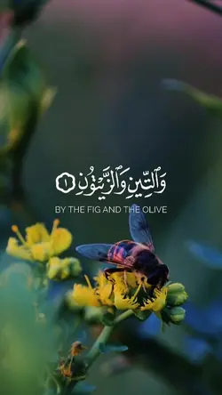 سورة التين كاملة