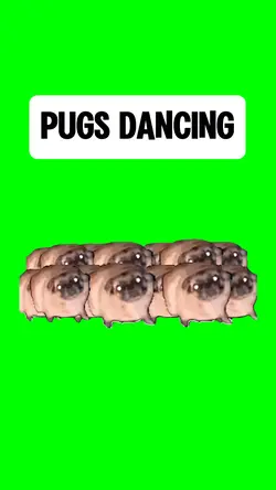 PUGS DANCING