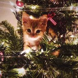 christmas edit 