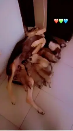 Puppy for sale 