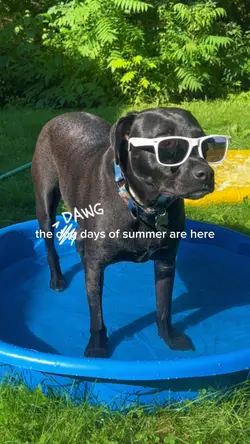 DAWG days of summer