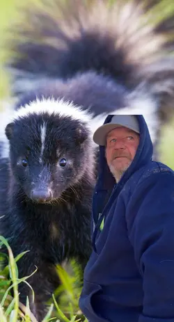 Skunks