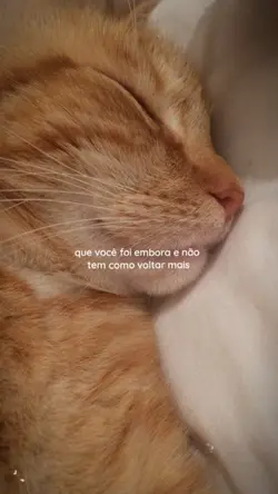 SAUDADES / gato 