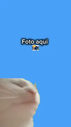gato dancando 