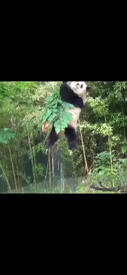Poor panda