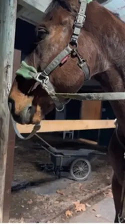 New lease horse!!