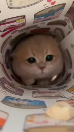 Cat eating