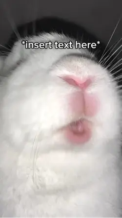 Bunny chewing 