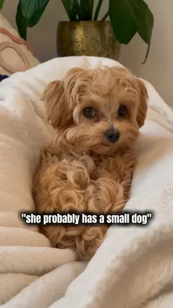 Small dog? No