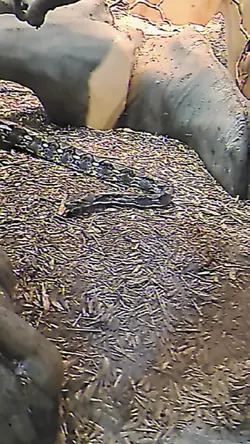 THIS SNAKE WAS HUGE