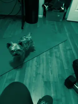 Scary dog effects 