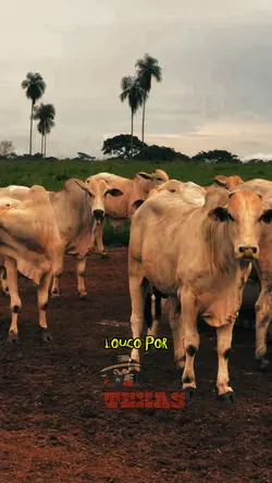Louco por você 