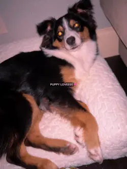 puppy love