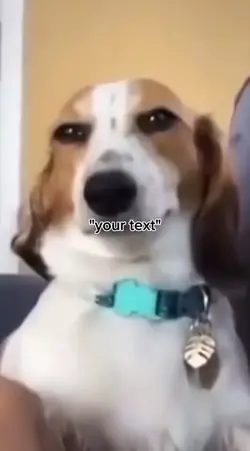 funny dog meme