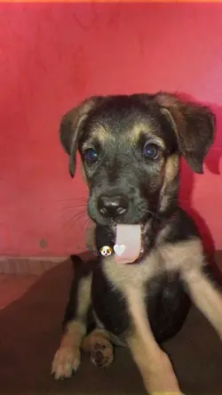 AMOR DE QUATRO 🐾🤍
