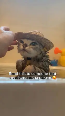 Wet cat