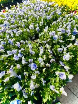Seasonal planting 