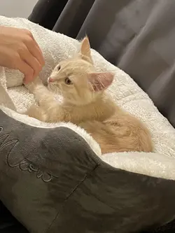 RIP my sweet boy