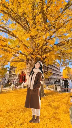 Fallen leaves