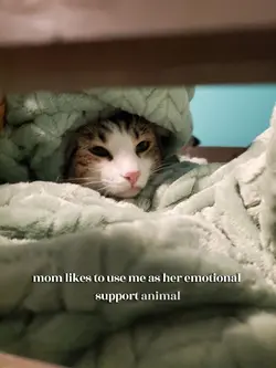 emotional support 