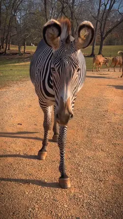 big ears !!
