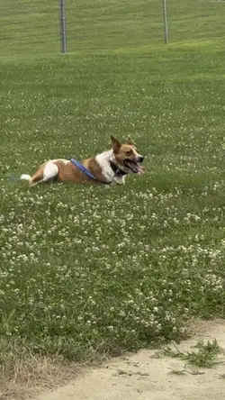 Dog play