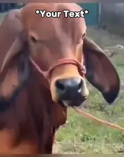 Cow Rizz