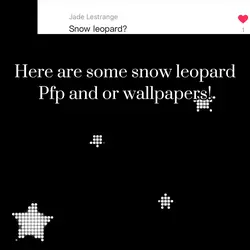 Snow leopard pfp/wp!