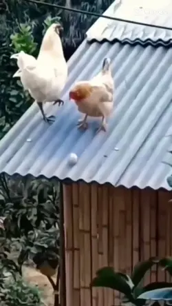 GALINHA - OVO - 🏆