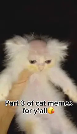Cat memes😂😂😂🥰🥰🥰