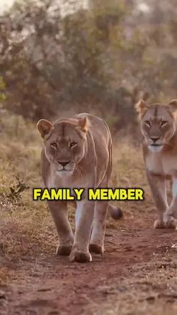 Family Jealousy