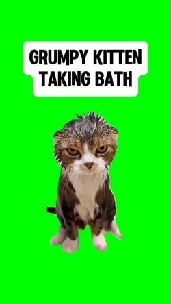 GRUMPY KITTEN