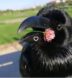 Crow core ✩🐦‍⬛✩