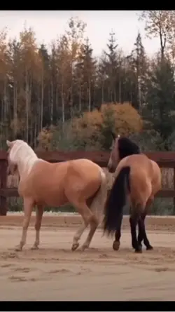 horses fighting