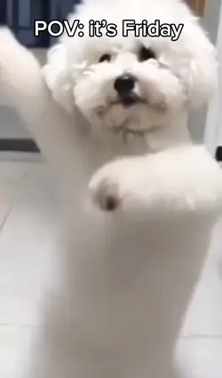 Funny Dog 