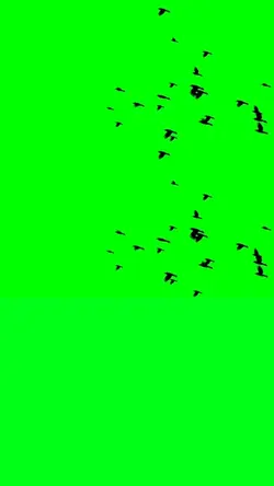 Birds Green Screen