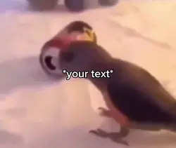 Bird dance