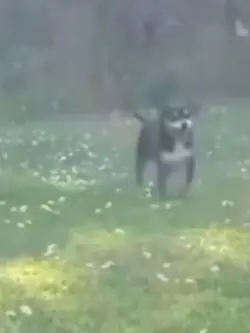 Happy Dog Running 