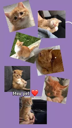 meu pet 