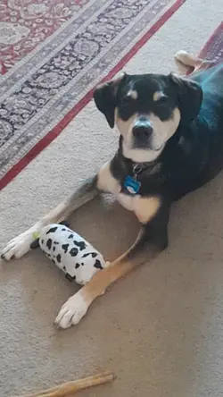 My dog and his toy
