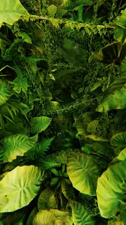 Linda floresta 