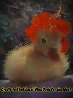 Duck edit!