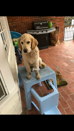 autism.