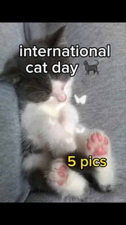 Show off your cat 🐈‍⬛ 