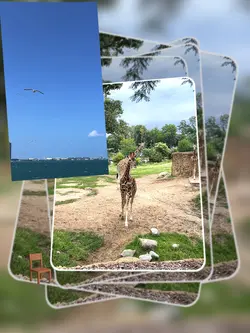 Giraffe: Sit on It