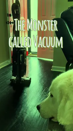 Funny Dog Video