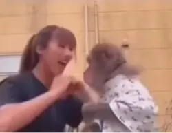 Monkey meme